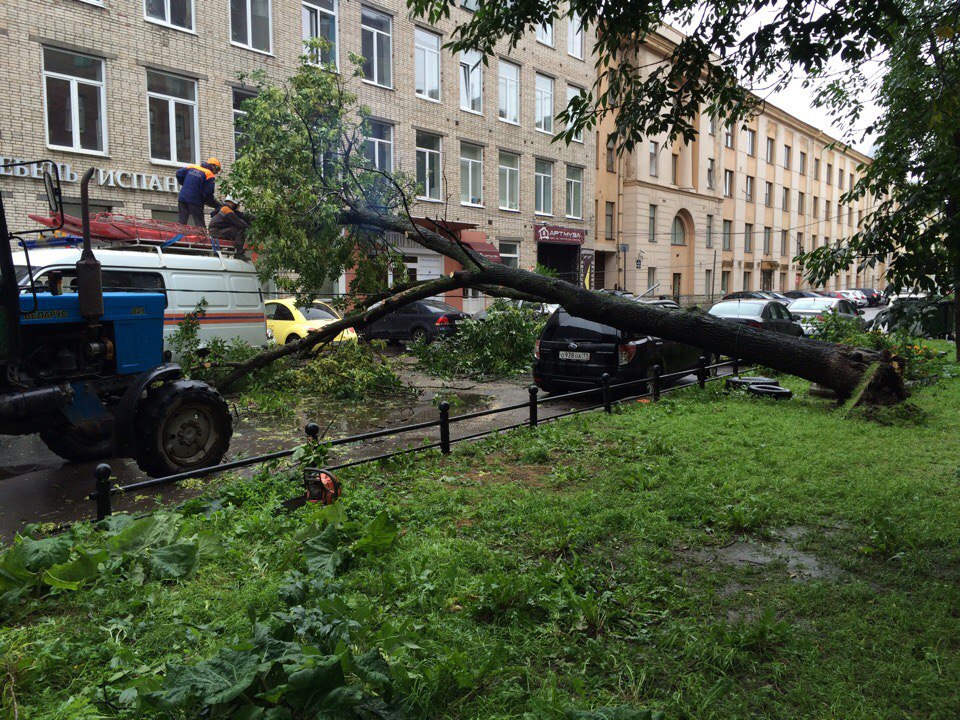 Рухнувшее дерево раздавило машину на Васильевском острове