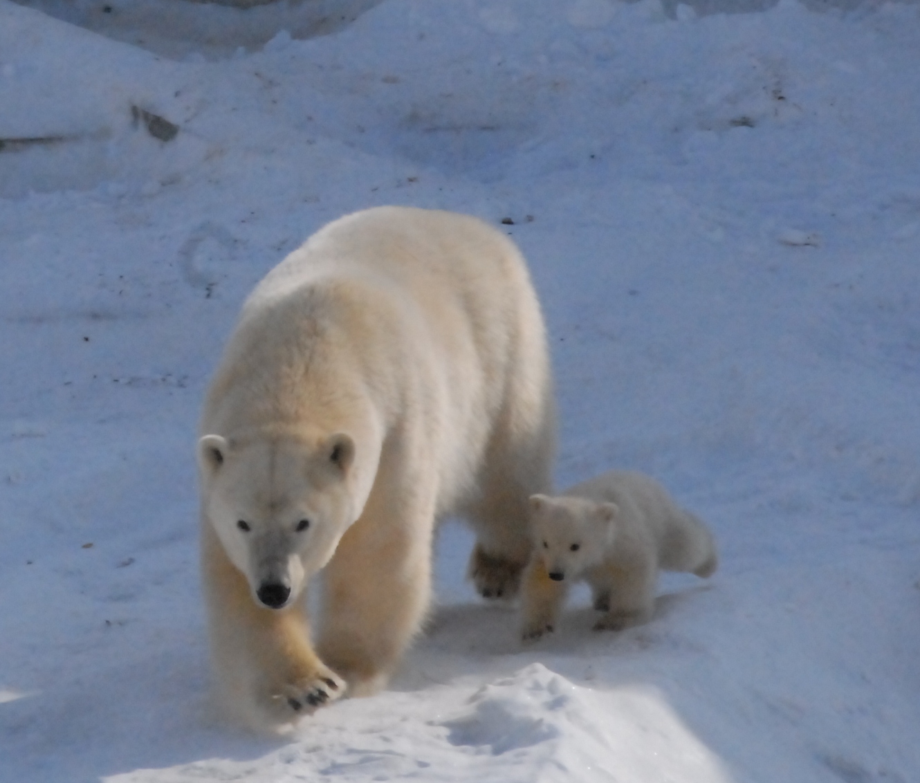 В Ленинградский зоопарк из Якутии переедет внучка белой медведицы Услады