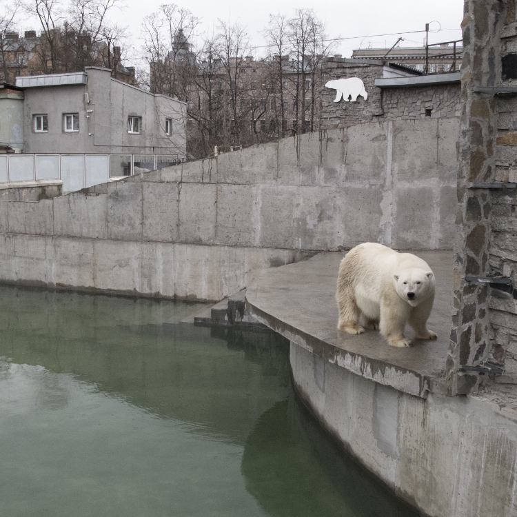 В Ленинградский зоопарк из Якутии переедет внучка белой медведицы Услады