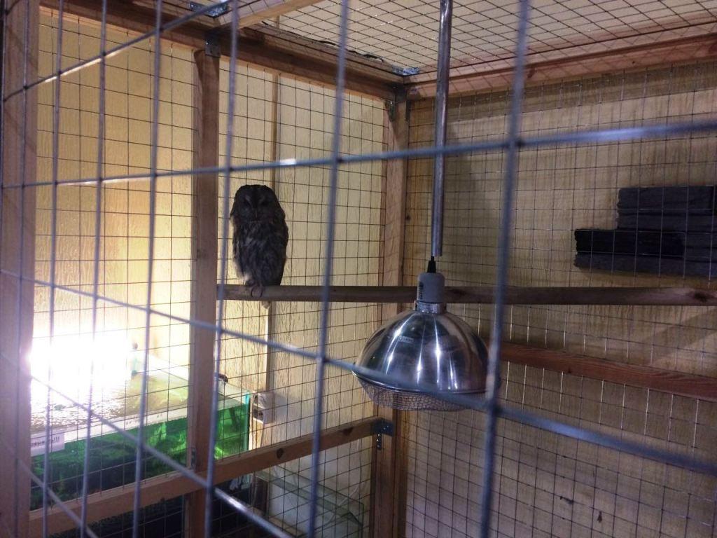 Измученную сову без хвоста изъяли из контактного зоопарка в Петербурге