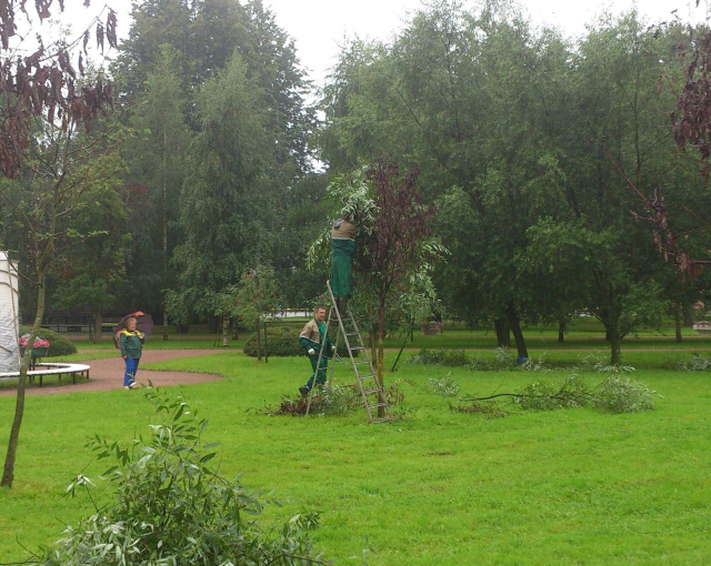 Коммунальщики озеленили сад на Бабушкина, примотав скотчем зеленые ветки к рябинам