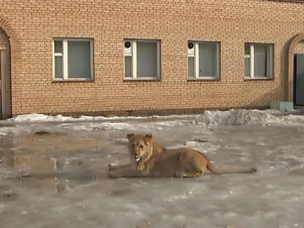 Полицейские сняли на видео львят, которых нашли в промзоне Бирюлево