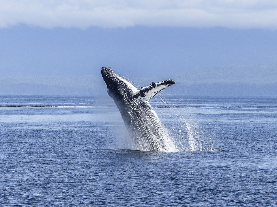 синий кит явигре игра правила фото что такое