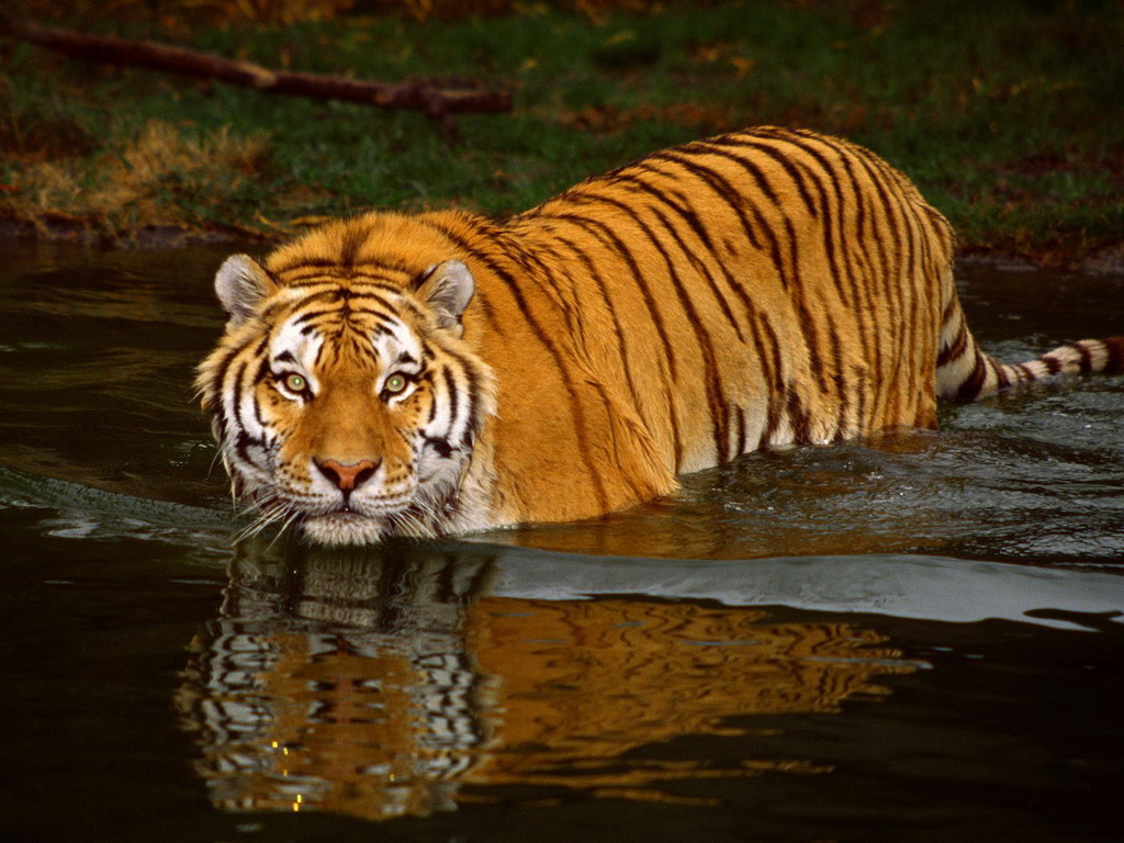 Амурский тигр - исчезающий вид