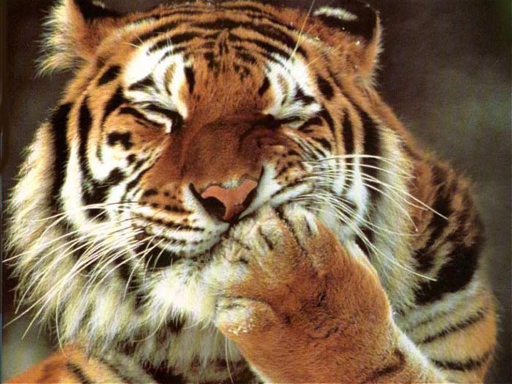 Сытый тигр