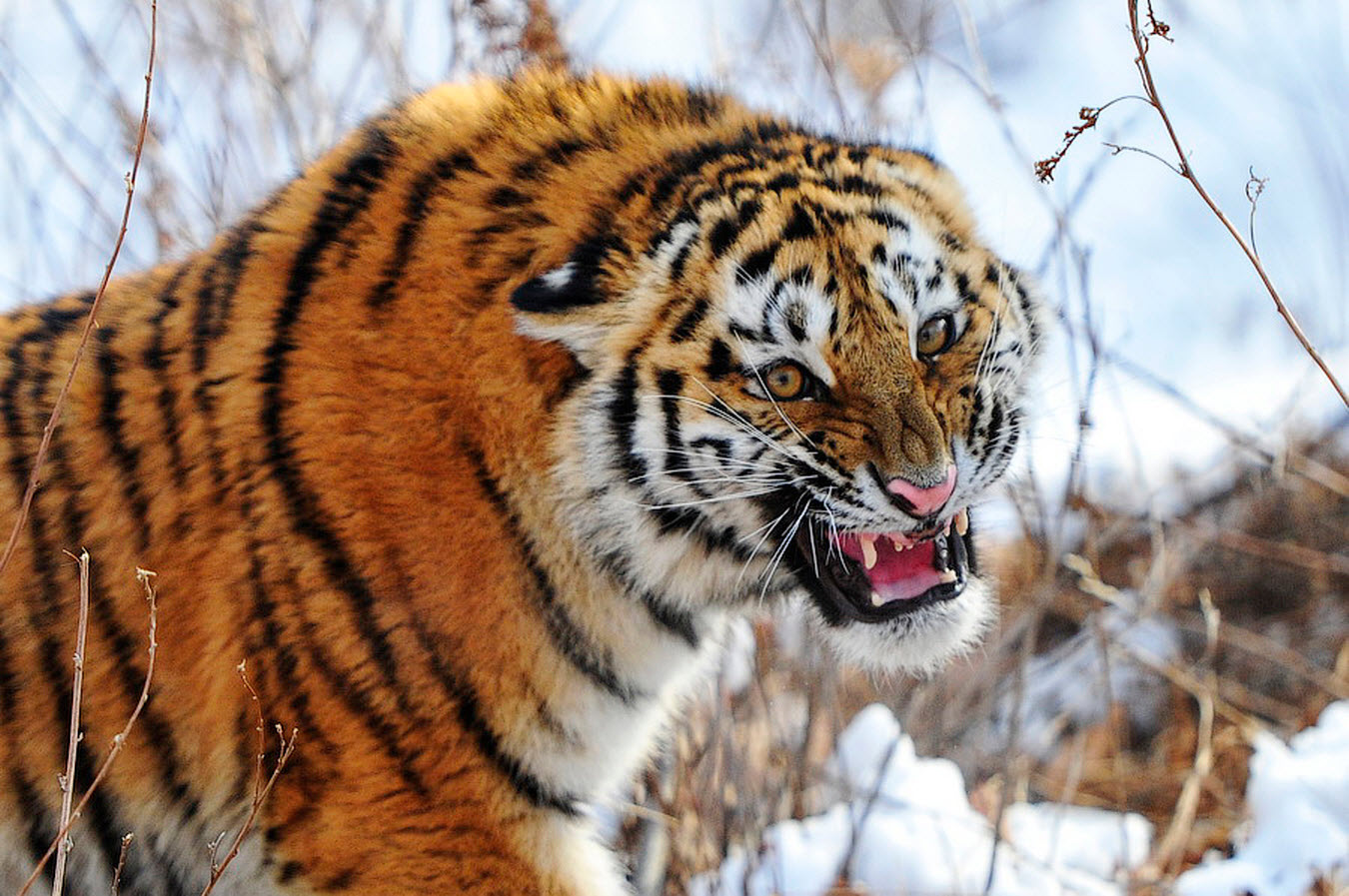 Амурский тигр - краснокнижное животное