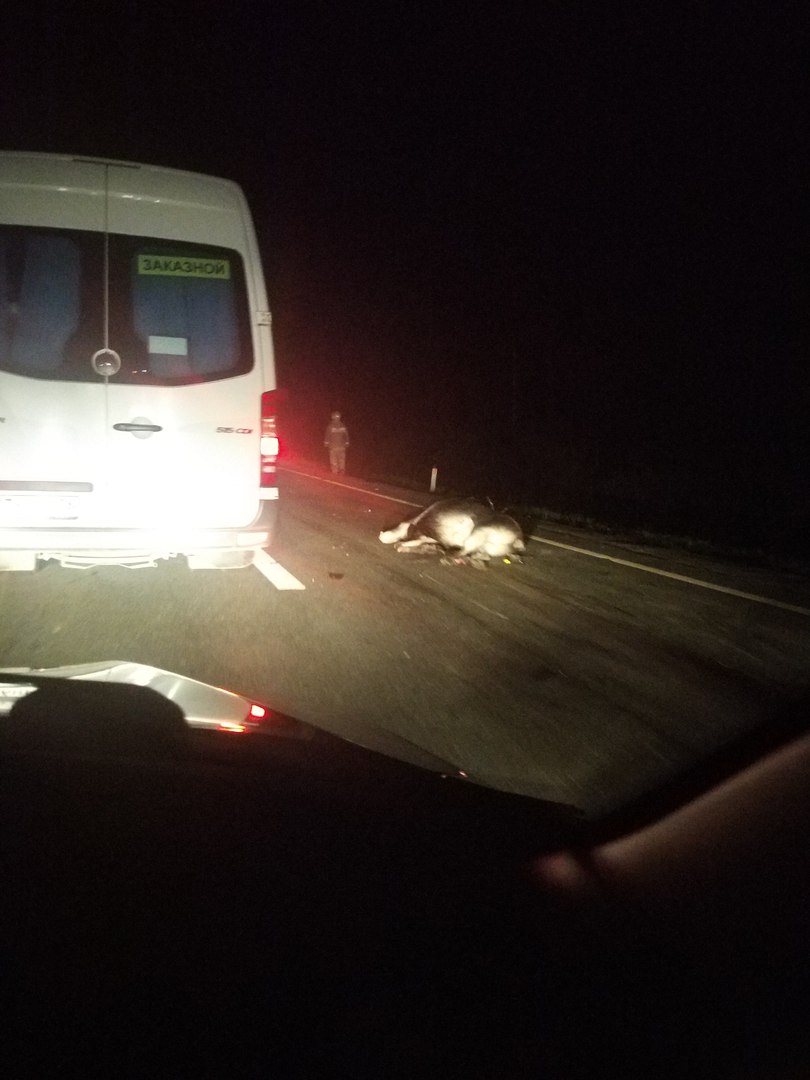 Водитель погиб после столкновения с лосем на трассе "Скандинавия"