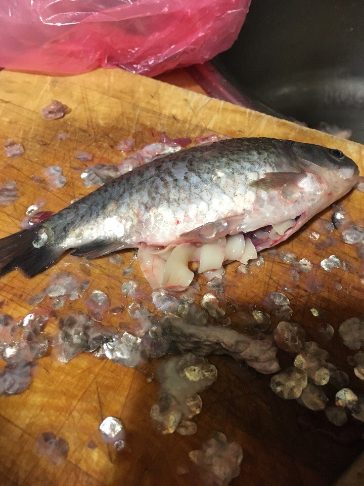 В Петербурге продают зараженную рыбу ленточными червями‍