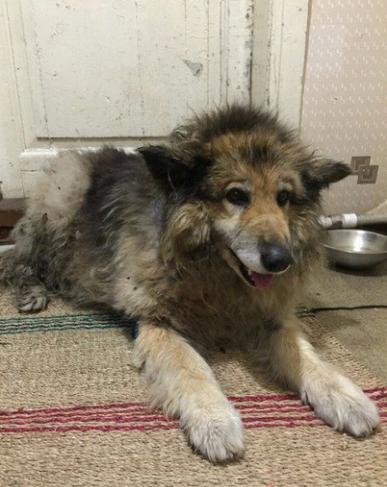 В Зеленогорске двое натравили бойцовского пса на бездомную собаку