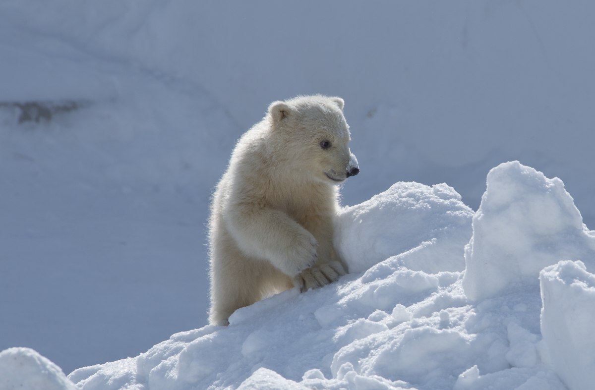 Белая медведица Снежинка прилетела в Петербург из Якутии