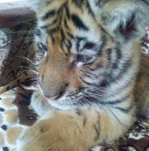 Петербуржцы продают в интернете макак, страусов и тигров