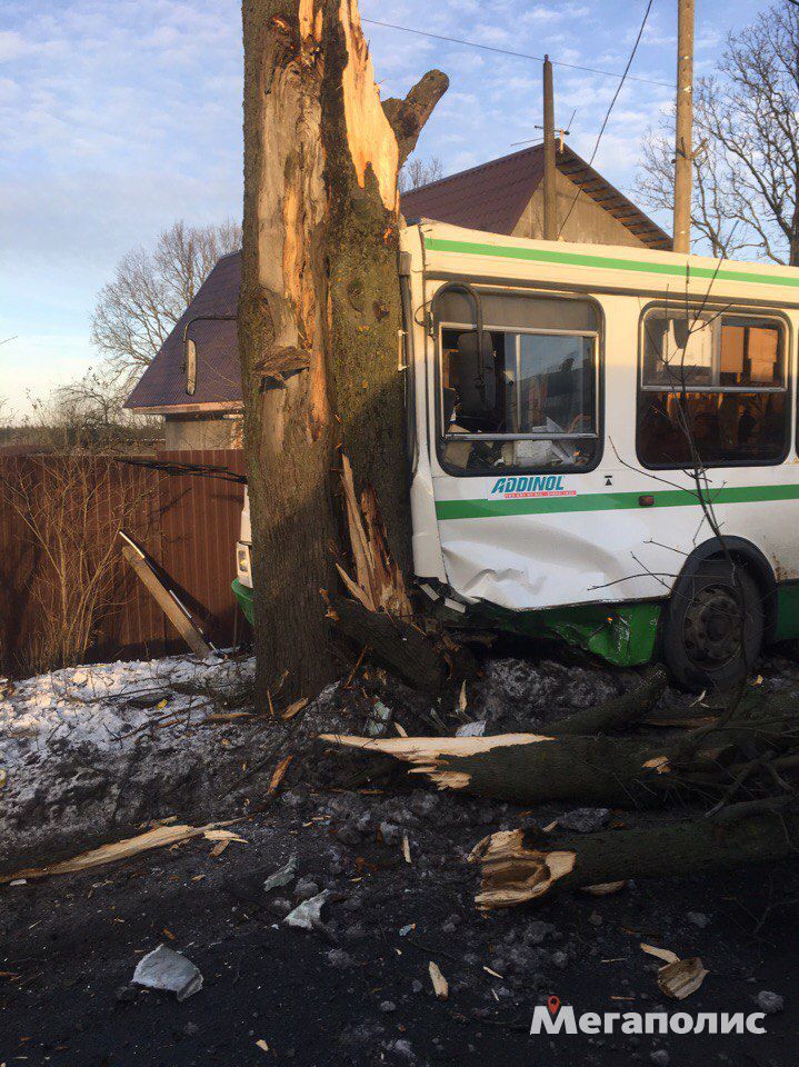 На Дороге Жизни автобус врезался в дерево: водителя зажало в кабине