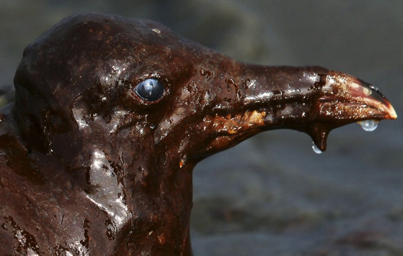 BP намерена возобновить нефтедобычу в Мексиканском заливе