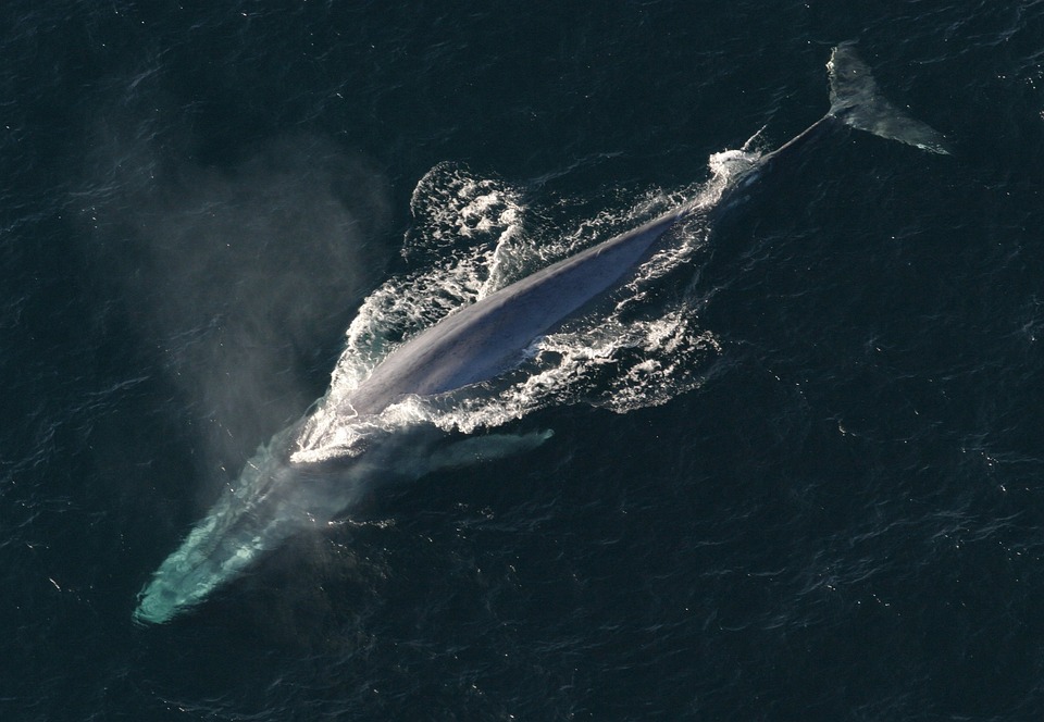 синий кит явигре игра правила фото что такое