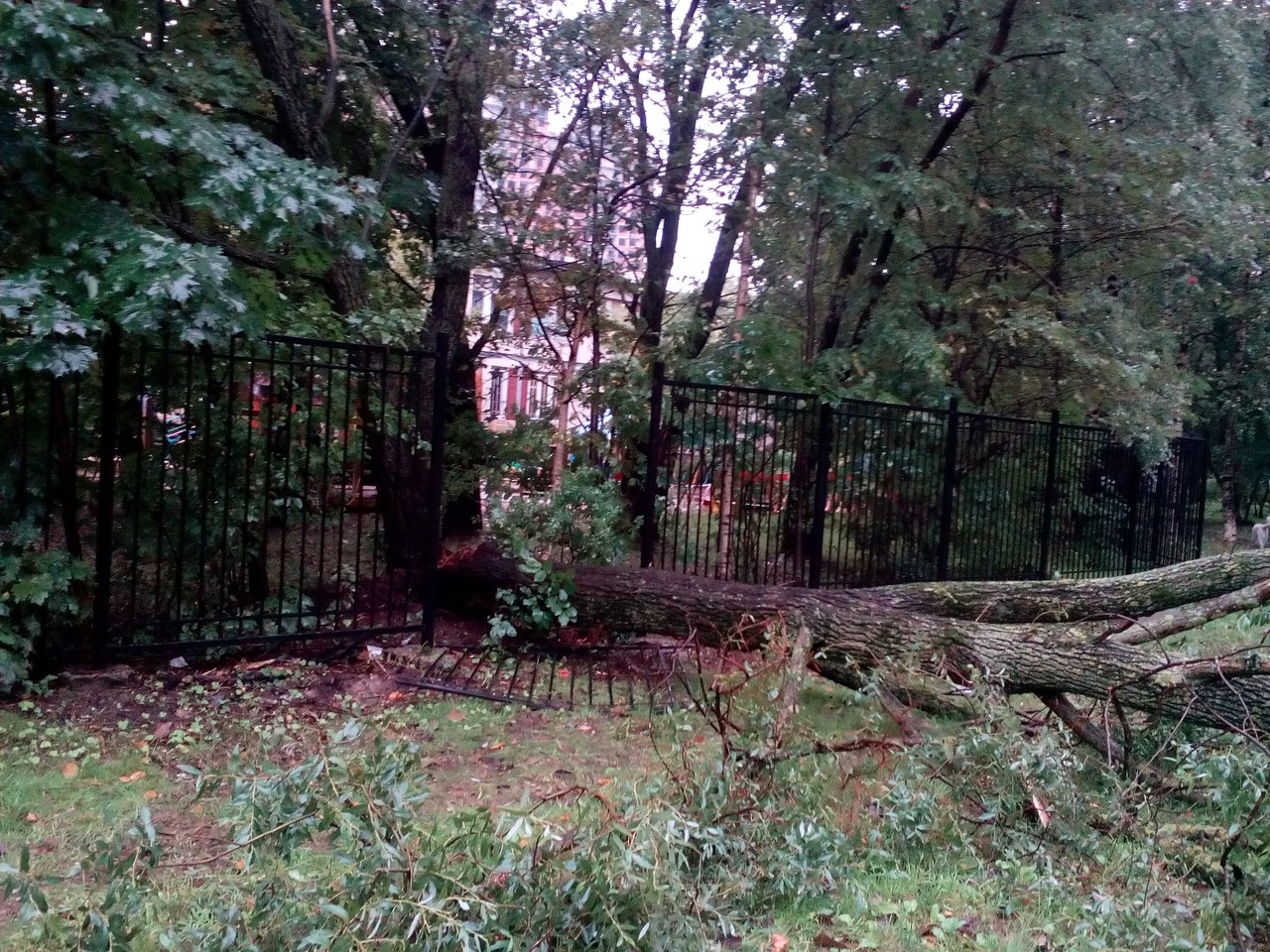 Рухнувшее дерево раздавило машину на Васильевском острове