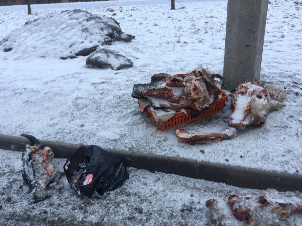 На улице Димитрова выбросили ободранные головы животных